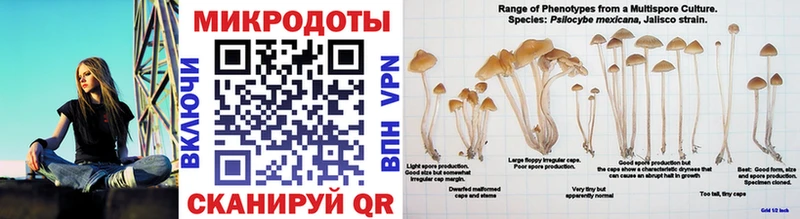 Галлюциногенные грибы Psilocybe  Купить закладки  Дигора 